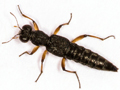 Stenus clavicornis